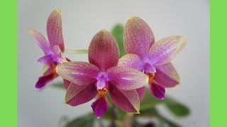 Many's All-Time Favorite! Phalaenopsis Sweet Memory (Deventeriana x violacea) | Orchid Care Tips