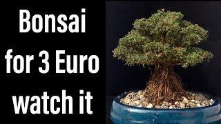 How to Create an extraordinary Bonsai tree. Thyme for 3 euro.