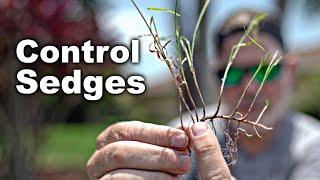 Get Rid of Sedges and Green Kyllinga with this Professional Product