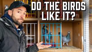 Pigeon Breeding Loft Changes and Updates