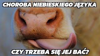 Choroba niebieskiego języka