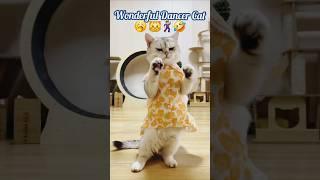 This Cat Is Better Dancer Than You ll Wonderful Dancer Cat  ll #shorts