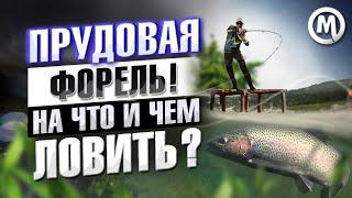 ФОРЕЛЬ на платнике. На что и чем ловить?