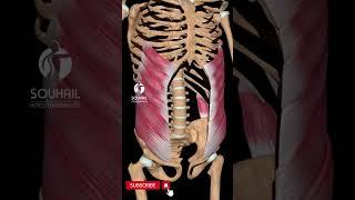 Abdominal Muscles Explained