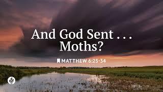And God Sent... Moths? | Our Daily Bread | Daily Devotional