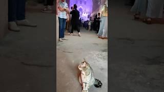 Allenburg Church  1405 & #cats #gatto #life