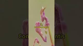 5 of the Most Amazing-Looking Mantis Species  | Crazy Facts | Amazing Facts | Cute Animal Facts