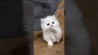 솜사탕 같은 흰색먼치킨 분양해요 #adorable #kitten #catlover #cat #흰색먼치킨 #먼치킨분양 #먼치킨나폴레옹