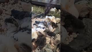 (곽암아트 갤러리카페) 오리있다