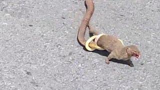 Shocking Moments When Cobra Snakes CLASH with (vehla larka)