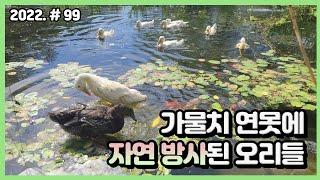 연못에 오리들이 들어갔는데 생각지도 못한 일이 생겼습니다