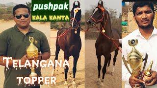 all india marwadi horse show in Bangalore 2023 | pushpak ghoda | Telangana state ka pehla winner 