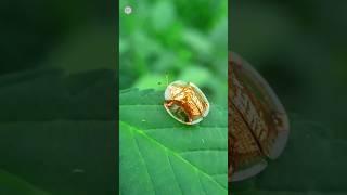 Golden Tortoise Beetle || Gold Beetle || #shorts #youtubeshorts #youtubeindia #nature #viral