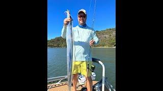 IFISHTV Hawkesbury River Hairtail on Soft plastics & Mulloway