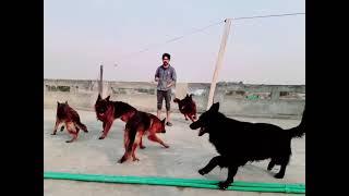 My Dogs in Playing Mood@Z.HPets