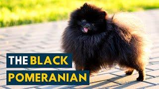 Black Pomeranian: 10 Things Owners Should Know Before Adopting This Fluffy Dog!