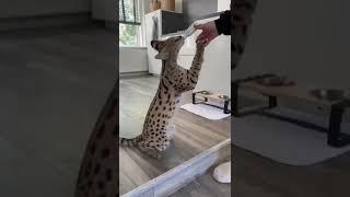 Cat sound serval