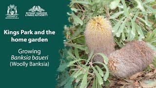 Kings Park in your garden: Banksia baueri