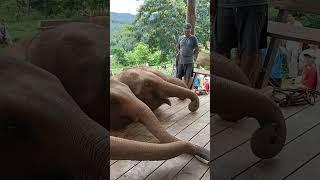 Elefin Farm & Cafe Chiang Mai Thailand   Feed the elephants with BudgetCatcher