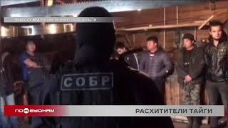 Ущерб от деятельности чёрных лесорубов в Зиминском районе составил более 15 миллионов рублей