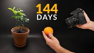 Mandarin tree Time-lapse 144 Days