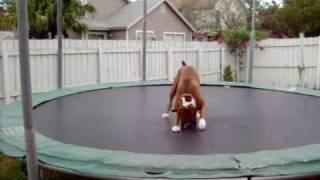 The Trampoline Dog