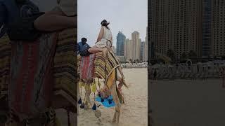 dubai jbr beach camel ride #дубай #beach #plaj #пляж #spiaggia #plage #strand