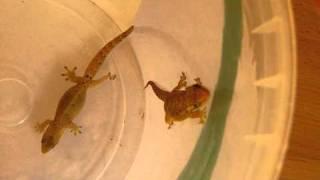 Mourning geckos making noises