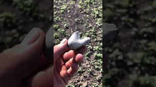 Знайшов Одноразку #shots #metaldetecting