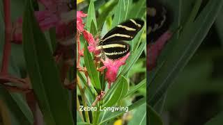 Zebra Longwing - Florida's state #butterfly
