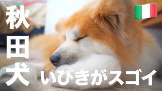 Snoring Akita inu"SANGO"