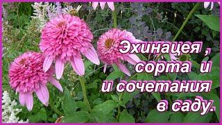 Вот не везет мне с эхинацеей белой... ) Садовые композиции и сорта эхинацеи в моем саду.