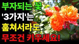 식물풍수 ㅣ 집안에 절대 두면 안 되는 꽃 화분 ㅣ 부잣집도 망하게 하는 식물 ㅣ 재물복 ㅣ 돈복 ㅣ 풍수 ㅣ 꽃 ㅣ 화분 ㅣ꽃화분 ㅣ 풍수지리 인테리어