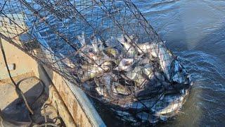 Fishing EASY TO CATCH, Stacked Up Winter Time Channel Catfish With Nets!!! (CATCH*CLEAN*COOK)