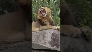 Lion Yawns in the Wind