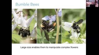 Heather Holm, Bumble Bee Banquet: Selecting Native Plants for Bumble Bees