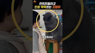 고양이가 인상쓰는 이유