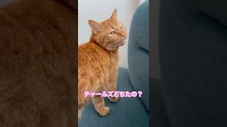 猫たち鳴いてる　#shorts #cat #猫のいる暮らし #猫 #ねこ #茶トラ　#サビ猫