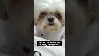 Those sleepy eyes tell a thousand tales SleepyDog#DogVideo#DogVideos#DogSoCute