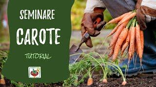 Seminare carote: come e quando. Tutorial di coltivazione orto