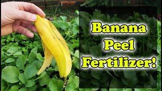 Banana Peel Fertilizer - 3 Ways To Use Banana Skins In Your Garden!