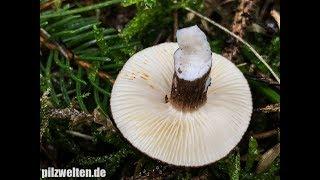 Schwarzkopf-Milchling, Kaminkehrer, Rußkopf, Lactarius Lignyotus, Lactariella Lignyota