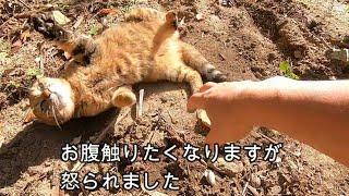 冬毛モコモコ娘猫魅惑のお腹はぷにょぷにょ