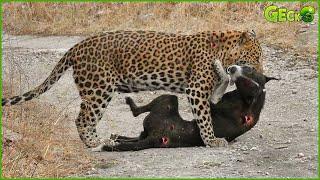 30 Moments When Hungry Leopards Break Into People's Houses to Attack Dogs | Animal Fight