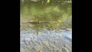 Big brown trout river strule