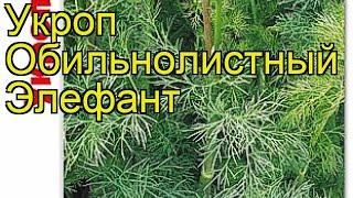 Укроп обильнолистный Элефант. Краткий обзор, описание характеристик anethum Elefant