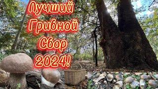 Самые Красивые Грибы 2024!Сбор Твёрдого(Тополевого Подберёзовика). Тихая Охота 2024! Leccinum!