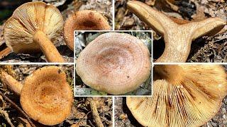 Pilzportrait - Eichenmilchling, Lactarius quietus, Lactifluus quietus, Lactarius quieta