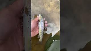 Крупненькая фора идет домой #fishing #рыбалка
