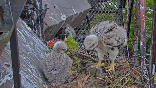 Red-tailed Hawk Chicks Practice Grabbing And Nibbling On Prey At Cornell Hawks Nest – May 29, 2025